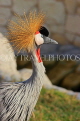 BAHRAIN, Al Areen Wildlife Park, Crowned Crane, BHR1595JPL