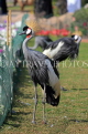 BAHRAIN, Al Areen Wildlife Park, Crowned Crane, BHR1596JPL
