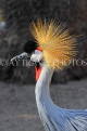 BAHRAIN, Al Areen Wildlife Park, Crowned Crane, BHR1980JPL
