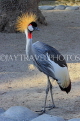 BAHRAIN, Al Areen Wildlife Park, Crowned Crane, BHR1981JPL