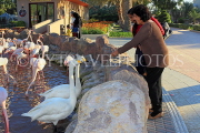 BAHRAIN, Al Areen Wildlife Park, Flamingos, Geese, and visitors,  BHR1970JPL