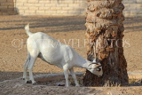 BAHRAIN, Al Areen Wildlife Park, Goat, BHR1648JPL