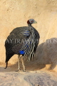 BAHRAIN, Al Areen Wildlife Park, Guineafowl, BHR1590JPL