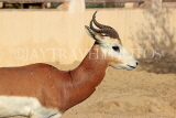 BAHRAIN, Al Areen Wildlife Park, Kirk's dik-dik Antelope, BHR1632JPL