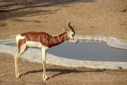 BAHRAIN, Al Areen Wildlife Park, Kirk's dik-dik Antelope, BHR1633JPL