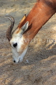 BAHRAIN, Al Areen Wildlife Park, Kirk's dik-dik Antelope, BHR1634JPL