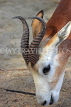 BAHRAIN, Al Areen Wildlife Park, Kirk's dik-dik Antelope, BHR1635JPL