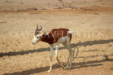 BAHRAIN, Al Areen Wildlife Park, Kirk's dik-dik Antelope, BHR1636JPL