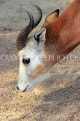 BAHRAIN, Al Areen Wildlife Park, Kirk's dik-dik Antelope, BHR1637JPL