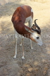 BAHRAIN, Al Areen Wildlife Park, Kirk's dik-dik Antelope, BHR1638JPL