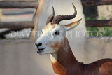 BAHRAIN, Al Areen Wildlife Park, Kirk's dik-dik Antelope, BHR1639JPL