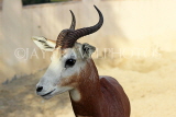 BAHRAIN, Al Areen Wildlife Park, Kirk's dik-dik Antelope, BHR1640JPL
