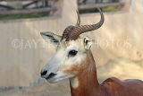 BAHRAIN, Al Areen Wildlife Park, Kirk's dik-dik Antelope, BHR1641JPL