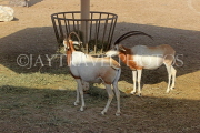 BAHRAIN, Al Areen Wildlife Park, Kirk's dik-dik Antelope, BHR1642JPL