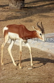 BAHRAIN, Al Areen Wildlife Park, Kirk's dik-dik Antelope, BHR1654JPL