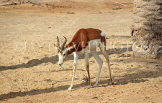 BAHRAIN, Al Areen Wildlife Park, Kirk's dik-dik Antelope, BHR1655JPL