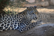 BAHRAIN, Al Areen Wildlife Park, Leopard, BHR1983JPL