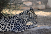 BAHRAIN, Al Areen Wildlife Park, Leopard, BHR1985JPL