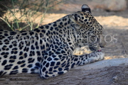 BAHRAIN, Al Areen Wildlife Park, Leopard, BHR1986JPL