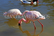 BAHRAIN, Al Areen Wildlife Park, Lesser Flamingo, BHR1954JPL