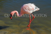 BAHRAIN, Al Areen Wildlife Park, Lesser Flamingo, BHR1955JPL