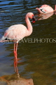 BAHRAIN, Al Areen Wildlife Park, Lesser Flamingo, BHR1960JPL