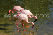 BAHRAIN, Al Areen Wildlife Park, Lesser Flamingos, BHR1957JPL