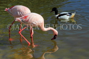 BAHRAIN, Al Areen Wildlife Park, Lesser Flamingos, BHR1958JPL