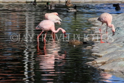 BAHRAIN, Al Areen Wildlife Park, Lesser Flamingos, BHR1959JPL