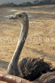 BAHRAIN, Al Areen Wildlife Park, Ostrich, BHR1645JPL