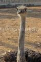 BAHRAIN, Al Areen Wildlife Park, Ostrich, BHR1646JPL