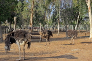 BAHRAIN, Al Areen Wildlife Park, Ostriches, BHR1647JPL