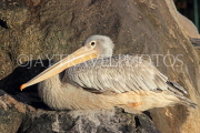 BAHRAIN, Al Areen Wildlife Park, Pelican, BHR1992JPL
