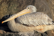 BAHRAIN, Al Areen Wildlife Park, Pelican, BHR1993JPL
