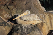 BAHRAIN, Al Areen Wildlife Park, Pelican, BHR1994JPL