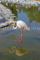 BAHRAIN, Al Areen Wildlife Park, Pink Flamingo, BHR1608JPL