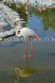 BAHRAIN, Al Areen Wildlife Park, Pink Flamingo, BHR1609JPL