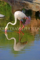 BAHRAIN, Al Areen Wildlife Park, Pink Flamingo, BHR1610JPL