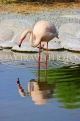 BAHRAIN, Al Areen Wildlife Park, Pink Flamingo, BHR1611JPL