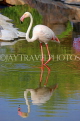 BAHRAIN, Al Areen Wildlife Park, Pink Flamingo, BHR1612JPL