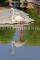 BAHRAIN, Al Areen Wildlife Park, Pink Flamingo, BHR1613JPL