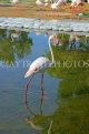 BAHRAIN, Al Areen Wildlife Park, Pink Flamingo, BHR1614JPL