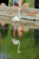 BAHRAIN, Al Areen Wildlife Park, Pink Flamingo, BHR1615JPL