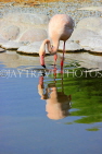 BAHRAIN, Al Areen Wildlife Park, Pink Flamingo, BHR1616JPL
