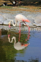 BAHRAIN, Al Areen Wildlife Park, Pink Flamingo, BHR1619JPL