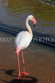 BAHRAIN, Al Areen Wildlife Park, Pink Flamingo, BHR1961JPL