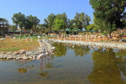 BAHRAIN, Al Areen Wildlife Park, Pink Flamingos, BHR1571JPL