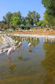 BAHRAIN, Al Areen Wildlife Park, Pink Flamingos, BHR1573JPL