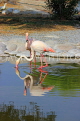 BAHRAIN, Al Areen Wildlife Park, Pink Flamingos, BHR1617JPL