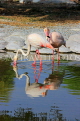 BAHRAIN, Al Areen Wildlife Park, Pink Flamingos, BHR1618JPL